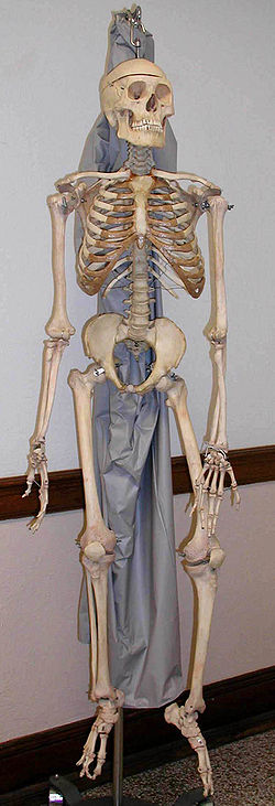 http://anatomy-online.ru/images/anatomy/Skeleton.jpg