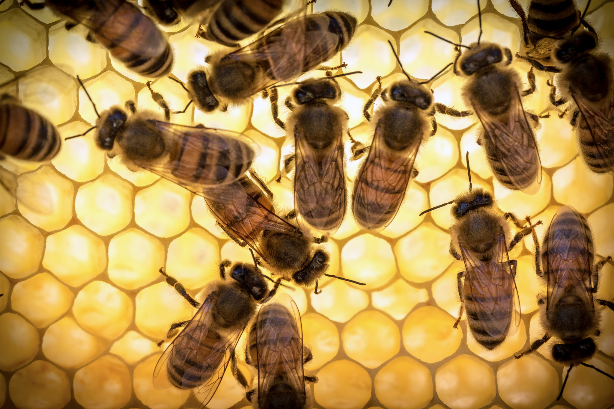 Bee royal gelé anbefales ikke at bruge om natten, da den under påvirkning øger den nervøse aktivitet og mulig søvnløshed