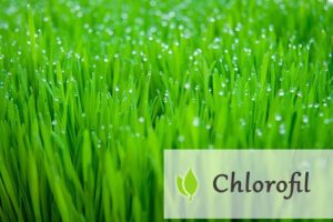 Хлорофилл придает растениям зеленый цвет