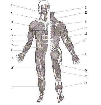 мышцы тела человека