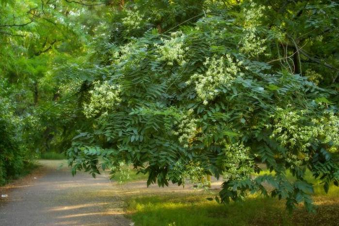 Sophora kaldes det japanske mirakel, et træ fra hundrede sygdomme